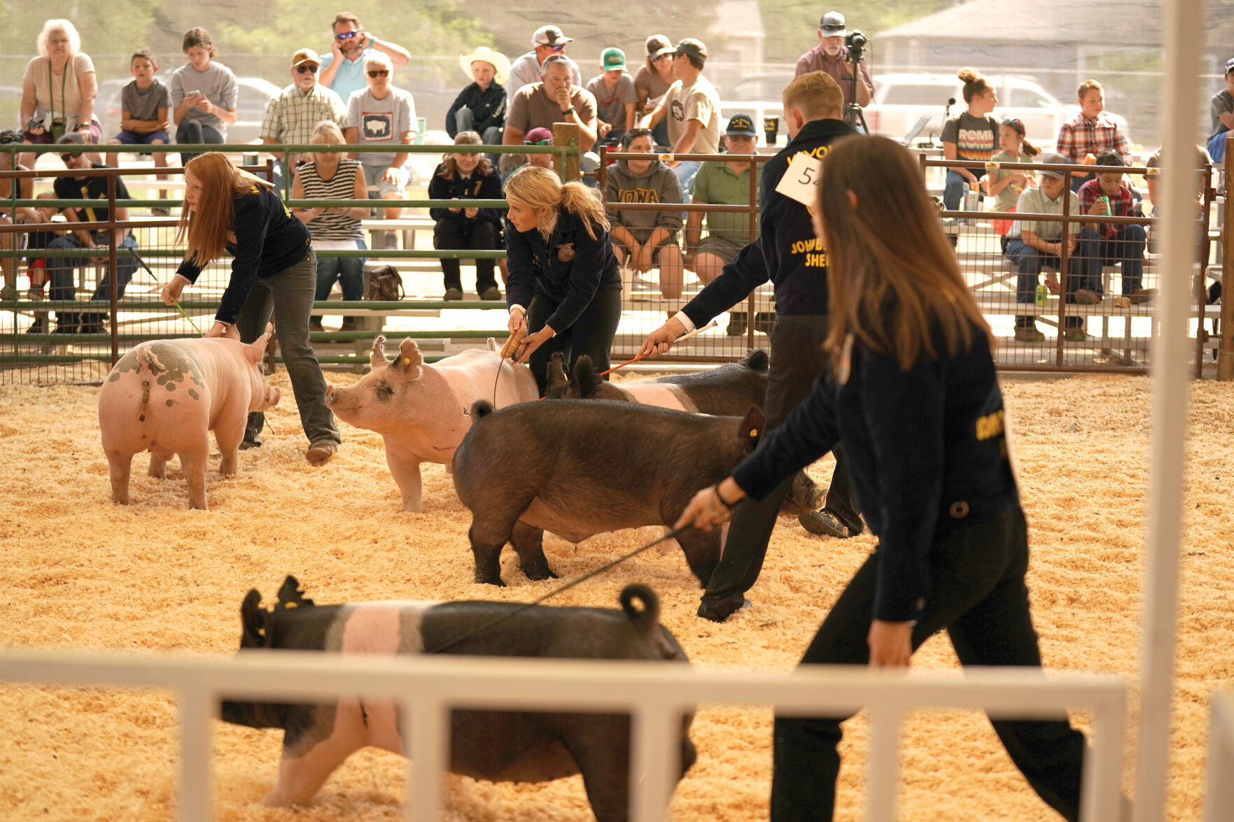 Swine Show Standalones 005.jpg